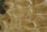 Polished Petoskey Stone (Fossil Coral) - Michigan #131066-1